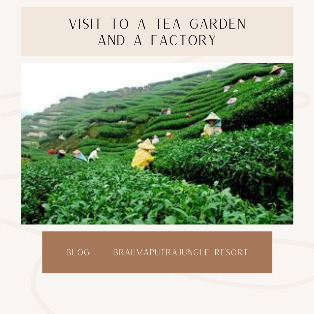 Visit to a Tea Garden and a Factory