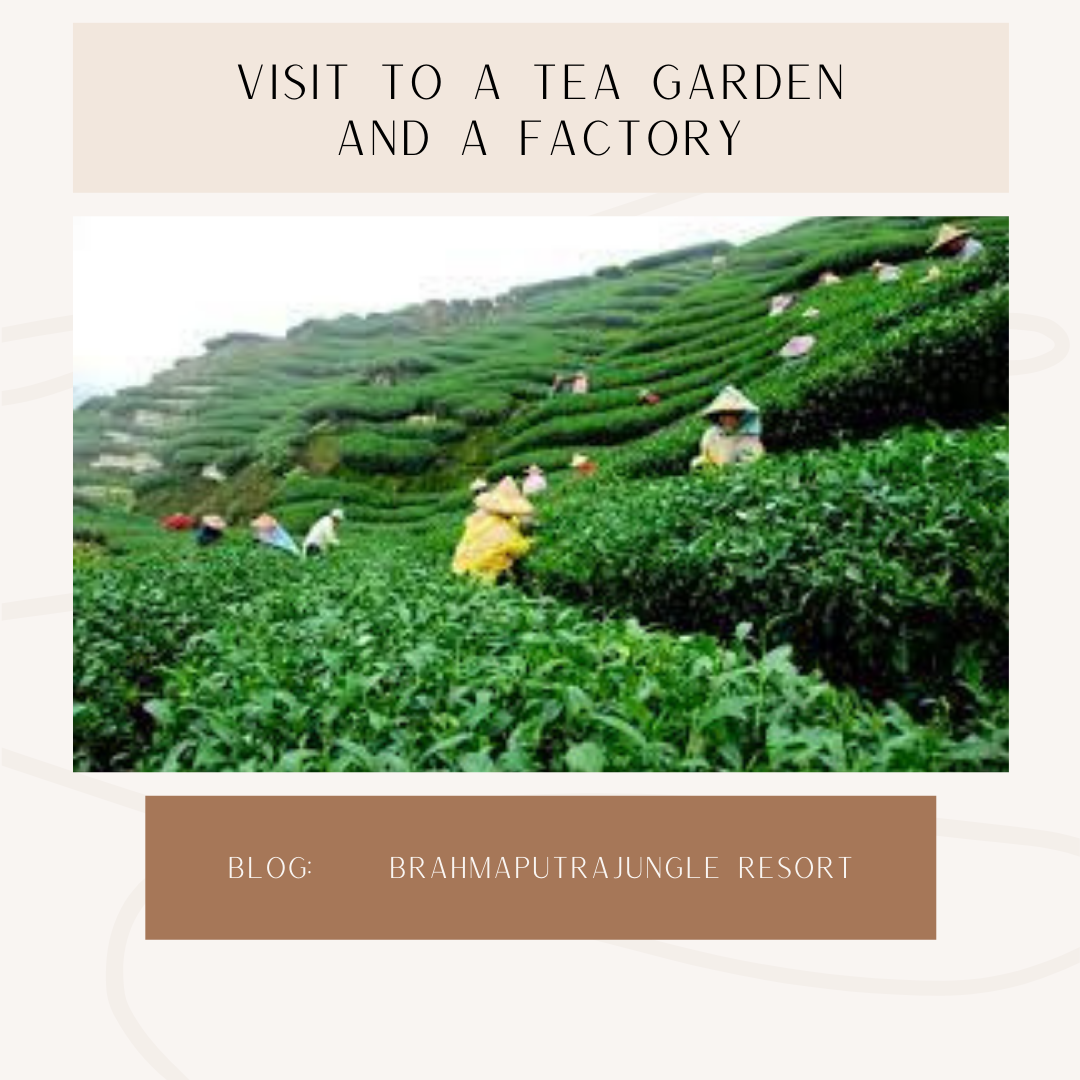 At the outskirts of Guwahati lie a tea garden and a factory. Read more